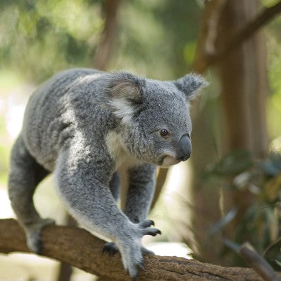 Koala & River Cruise - Return Cruise- Entry Included