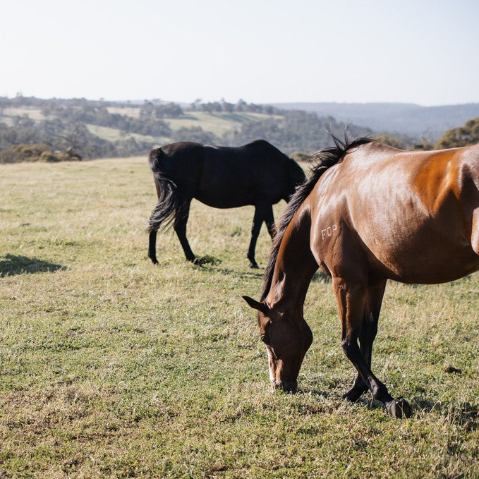Unyoked 'Lottie' - 1 Night Weekdays