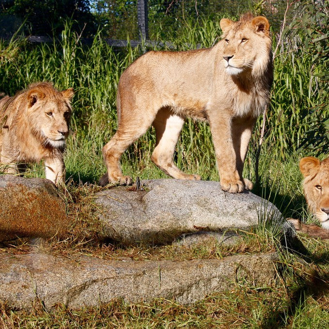 Deluxe Safari Adventure & General Entry For Two