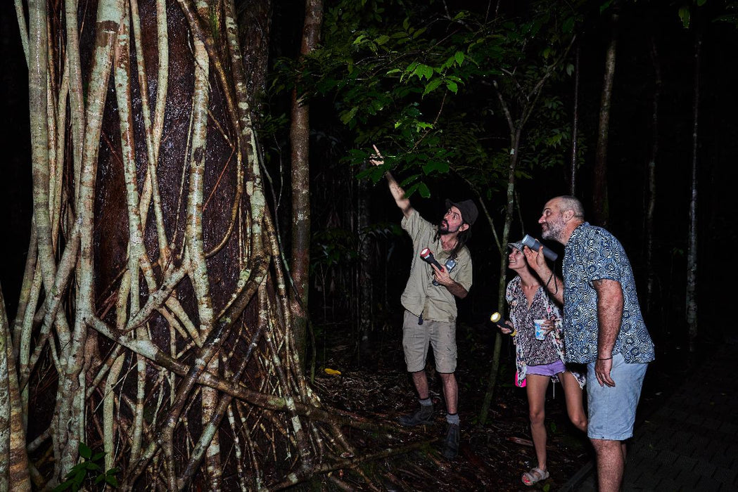 Daintree Rainforest Night Walk Tour