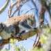 Wildlife Tours Australia: 1 Day Hunter Valley Winery Tour - Sydney