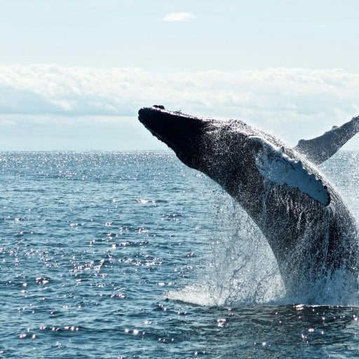 Hervey Bay's Ultimate Whale Watch