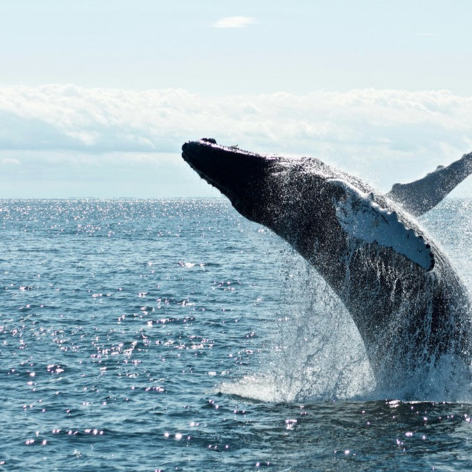 Hervey Bay's Ultimate Whale Watch
