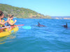 Noosa Dolphin View Sea Kayak & Beach 4X4 Adventure - Day Tour - We Wander