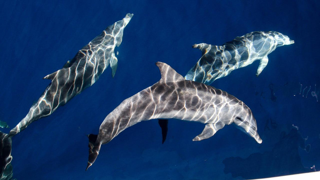 Sea World Whale Watching - We Wander