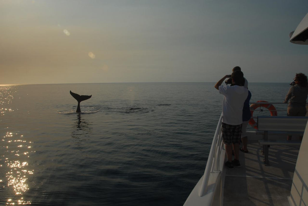 Whalesong Whale Watch Tour - We Wander