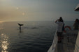 Whalesong Whale Watch Tour - We Wander