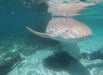 Zebra Shark Encounter With Entry Pass - We Wander